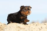 YORKSHIRE TERRIER 017